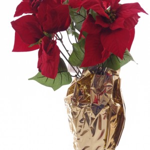 400028228316_PoinsettiaRed.jpg